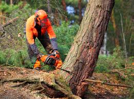 Best Storm Damage Tree Cleanup  in North Decatur, GA