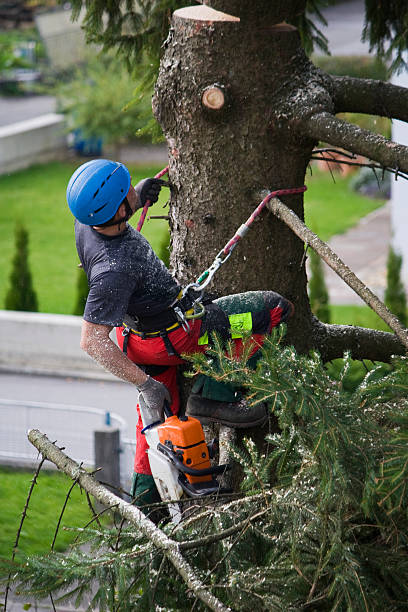 Best Tree Maintenance Programs  in North Decatur, GA